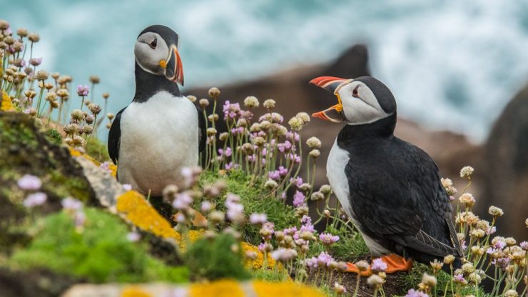 Puffins-in-Iceland-1-2